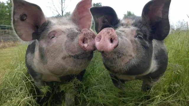Groepsaccommodatie en scharrelvarkens De Moerderij varkens