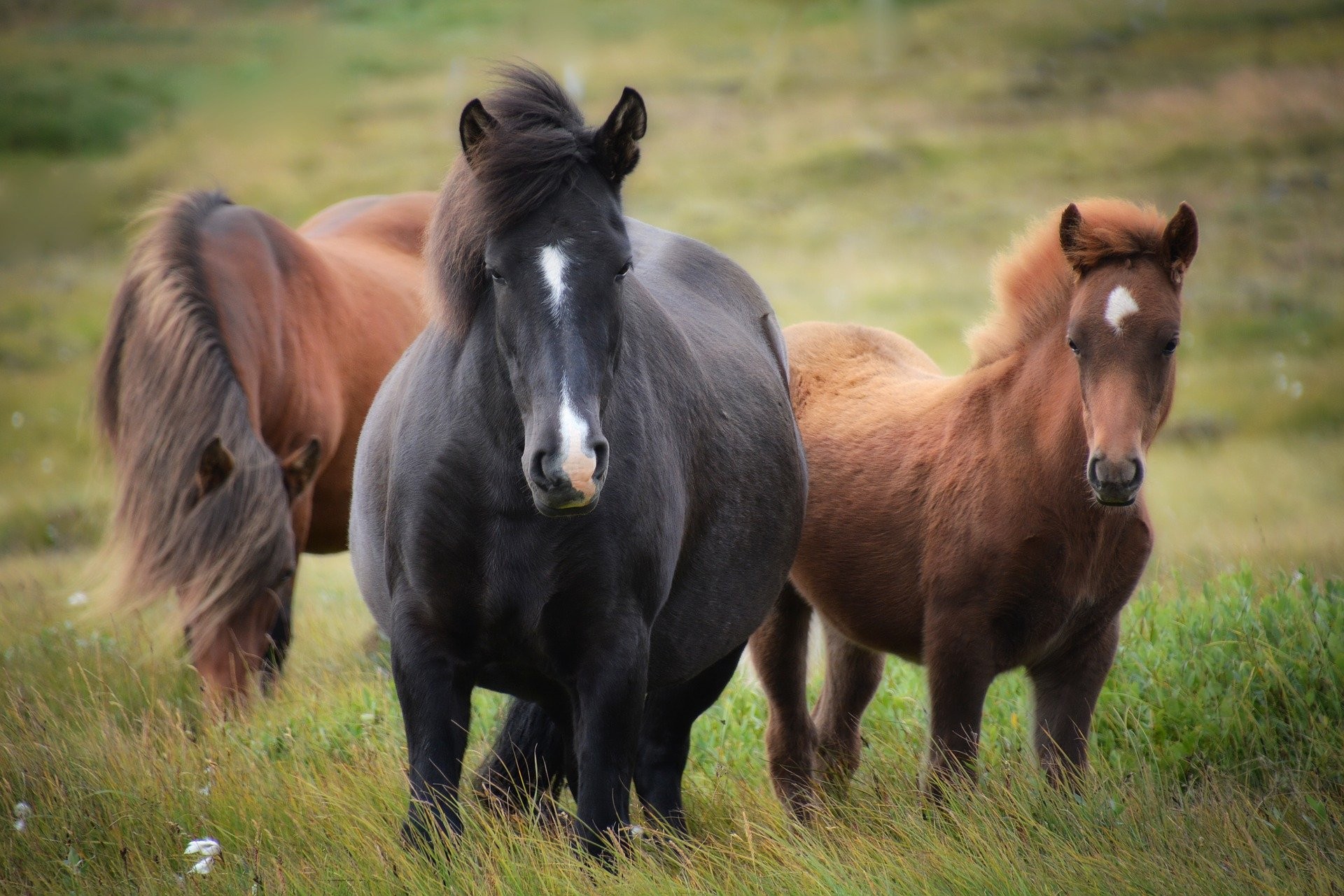 Zorgboerderij / paardenmelkerij  De Bonte Hoeve