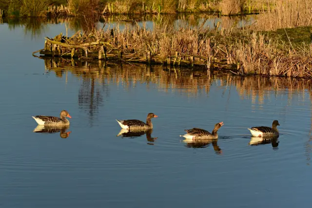 Drongelens Kanaal