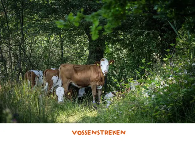 Vossenstreken 1.png