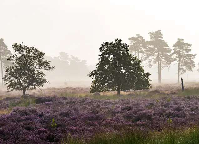 Paarse heide Loonse en Drunense Duinen 4