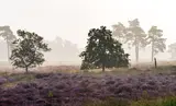 Paarse heide Loonse en Drunense Duinen 4