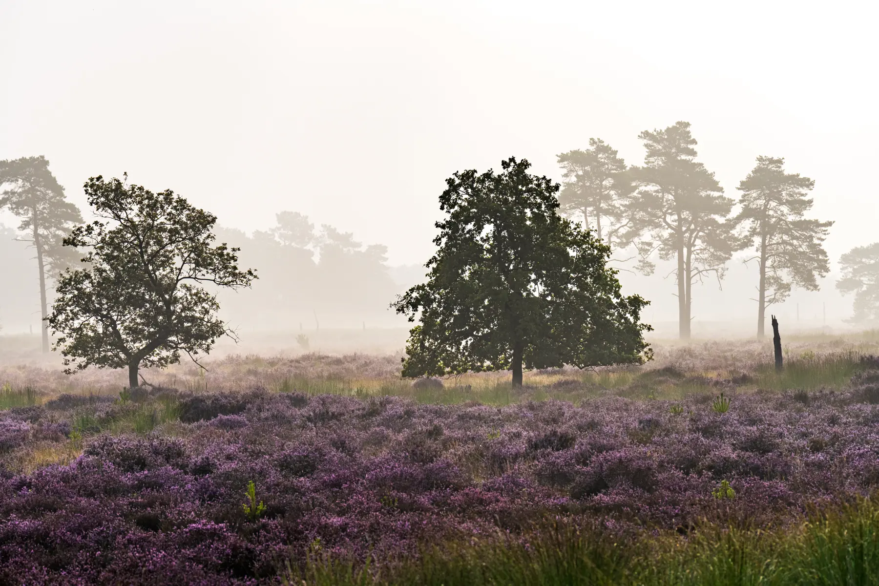 Paarse heide Loonse en Drunense Duinen 4