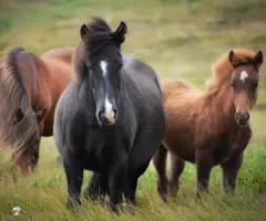manege_duikse_hoef.jpeg