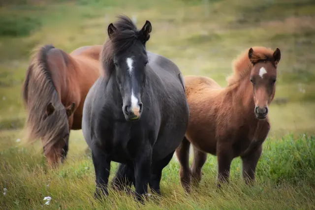 manege_duikse_hoef.jpeg