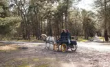 Paardrijden De Loonse en Drunense Duinen