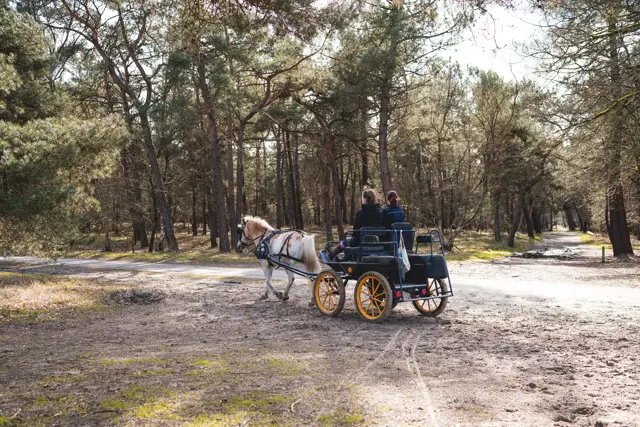 Paardrijden De Loonse en Drunense Duinen