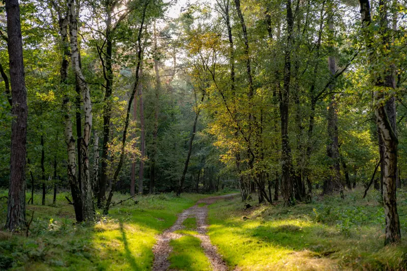 wandelen bij loonse en drunense duinen.jpg