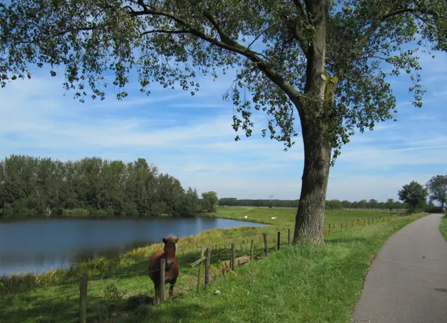 Elshoutse Wielen.JPG