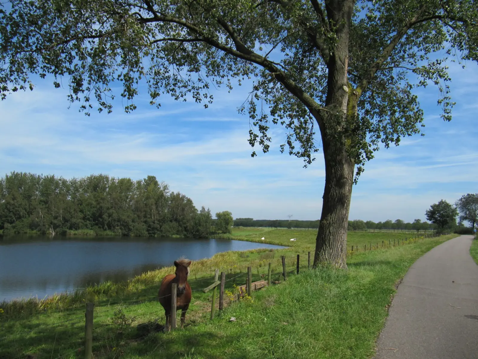 Elshoutse Wielen.JPG