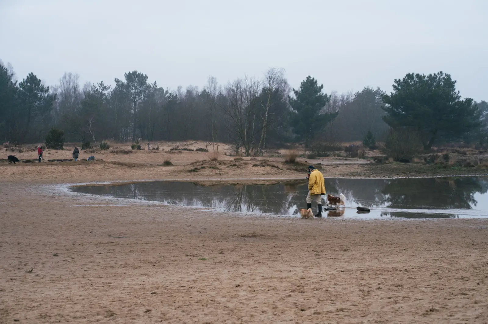 Wandelen in de winter bij Loonse en Drunense Duinen.jpg