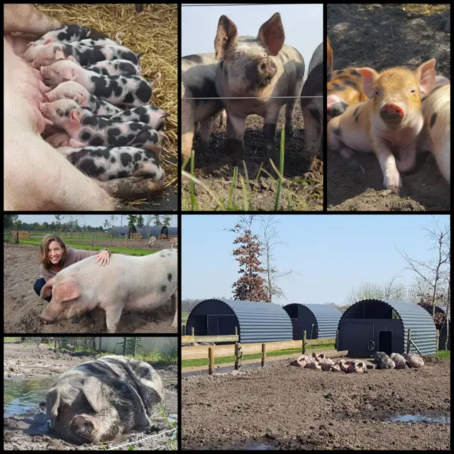 Groepsaccommodatie en scharrelvarkens De Moerderij varkencompilatie