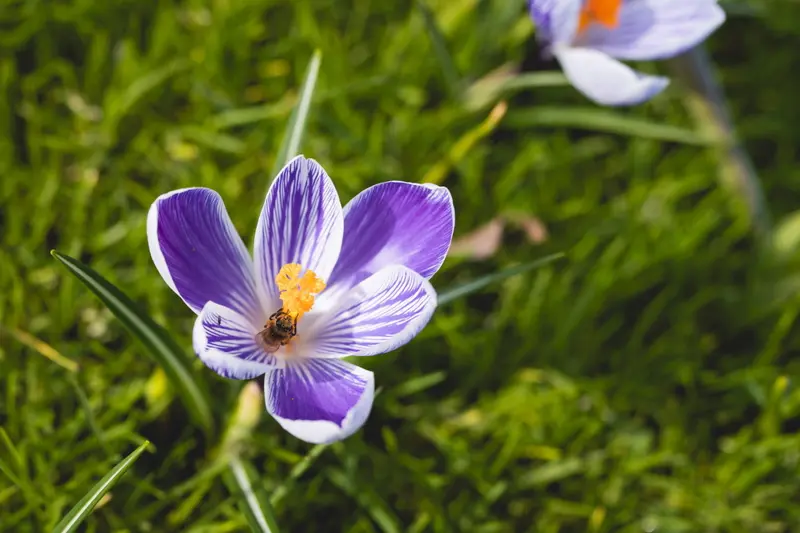 bijen in de lente.jpg