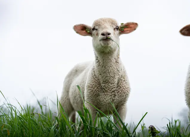 Schaap.jpg