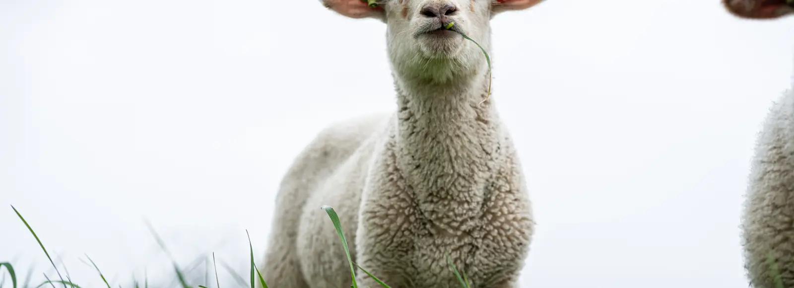 Schaap.jpg