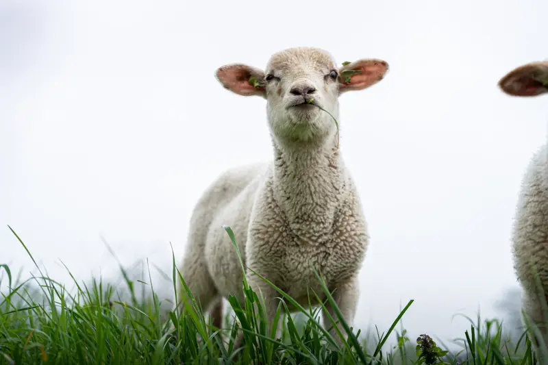 Schaap.jpg