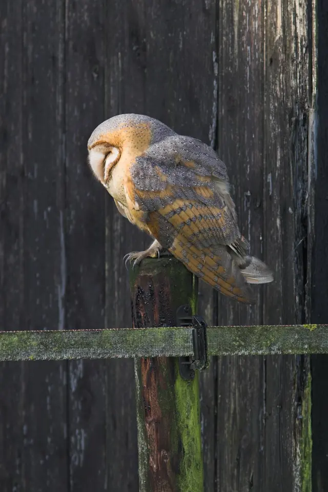 Uilen en de huismus 1