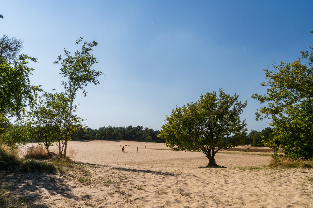 duinen in de lente.jpg