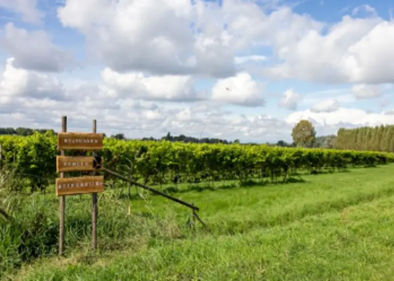 domein buitendijks.png