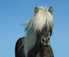 manege_ars_longa.jpeg