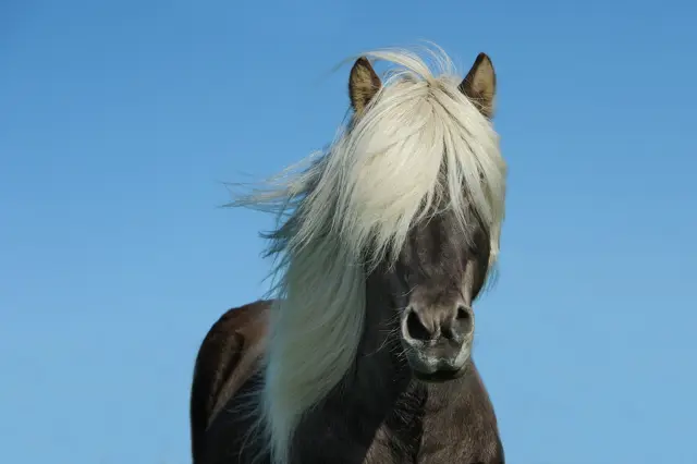 manege_ars_longa.jpeg
