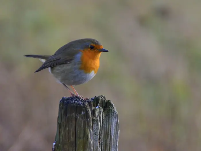 natuur bij Vlijmens Ven.jpg
