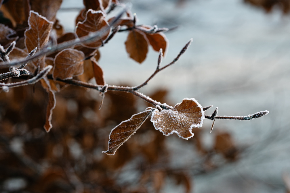 Winter in De Langstraat.jpg