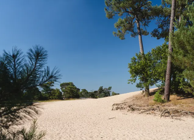 De Loonse en Drunense Duinen