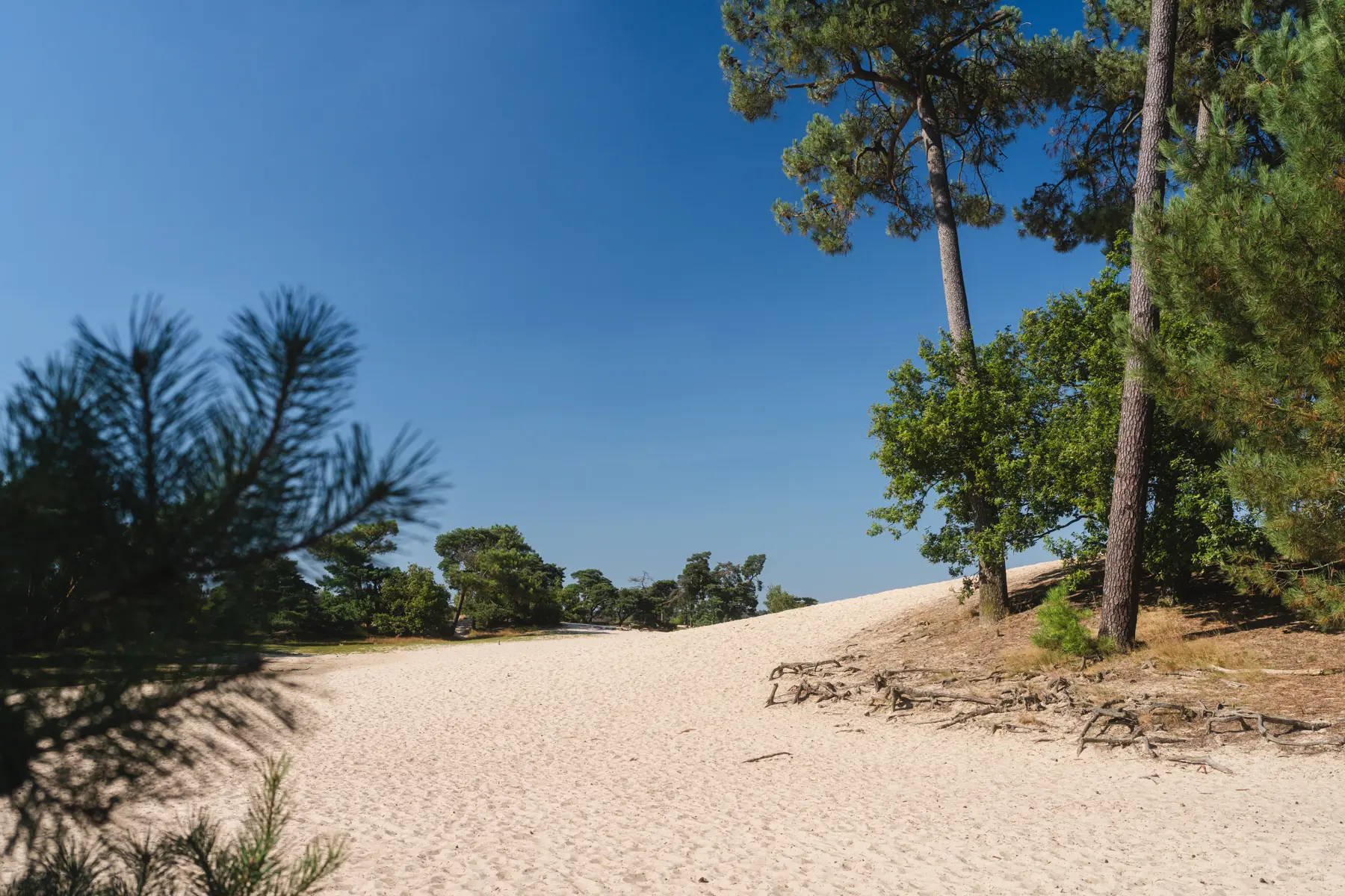 De Loonse en Drunense Duinen