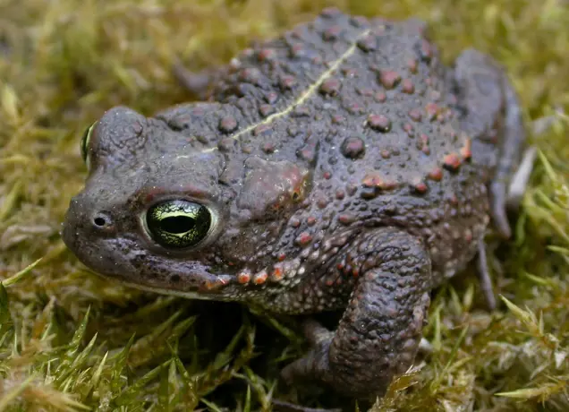 bufo-calamita-6-rugstreeppad-saxifraga-mark-zekhuis-1-3750886697_2051277152.jpeg