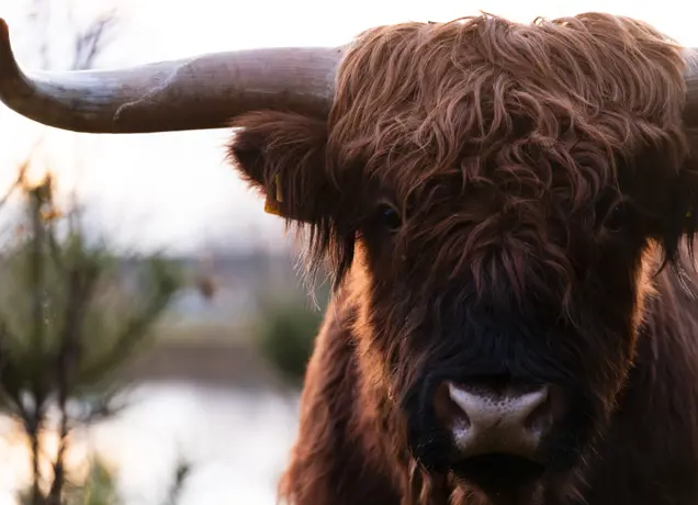 Schotse Hooglanders 2