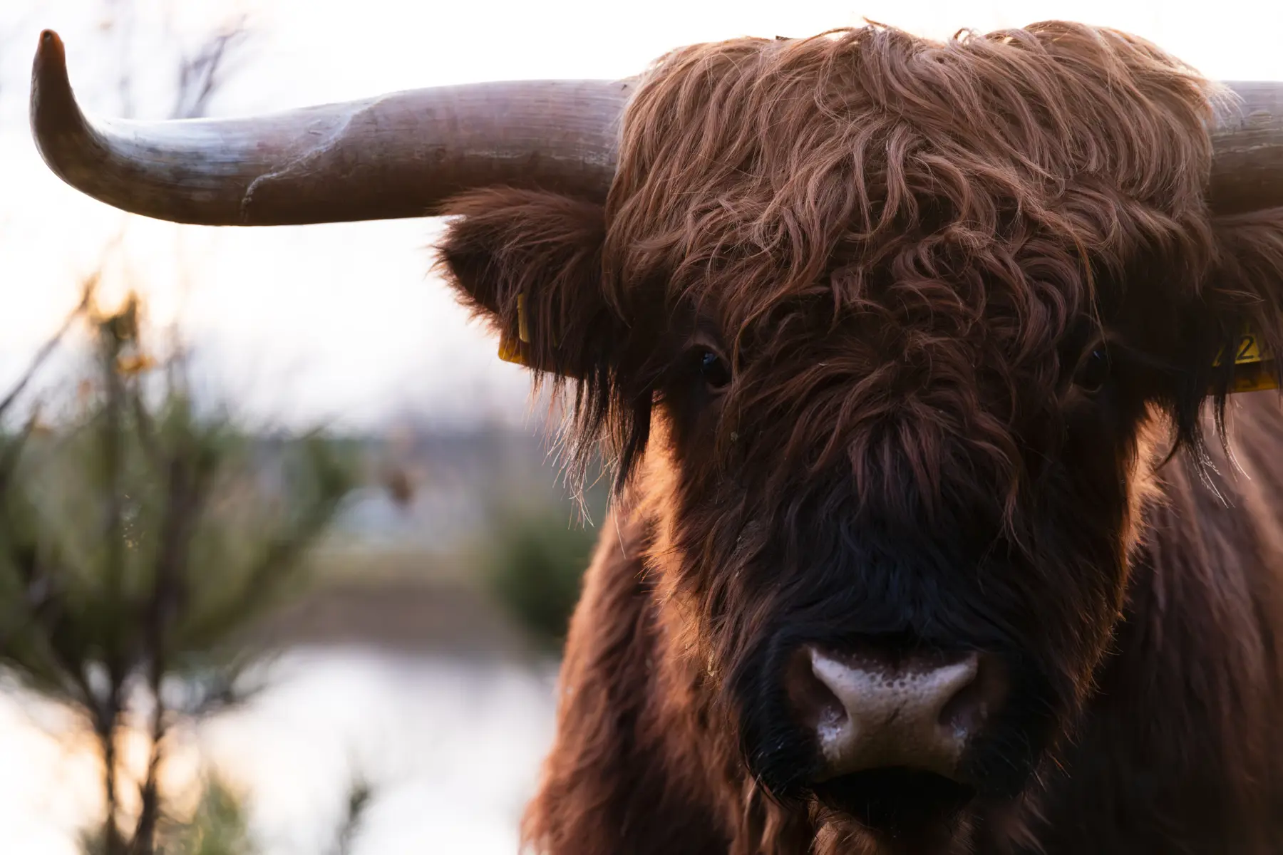 Schotse Hooglanders 2