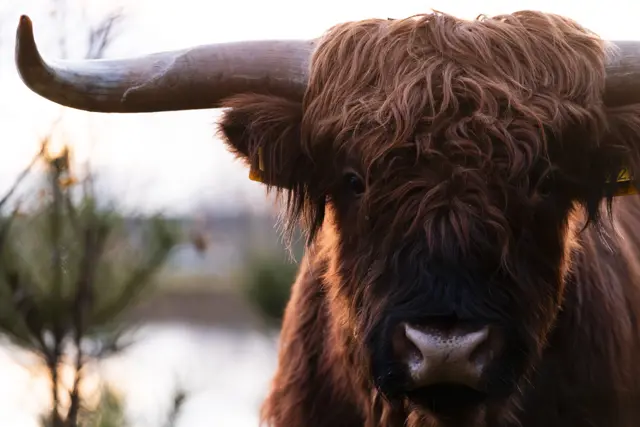 Schotse Hooglanders 2