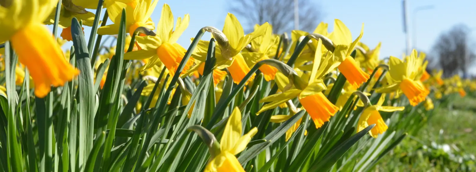 lente in de langstraat.jpg