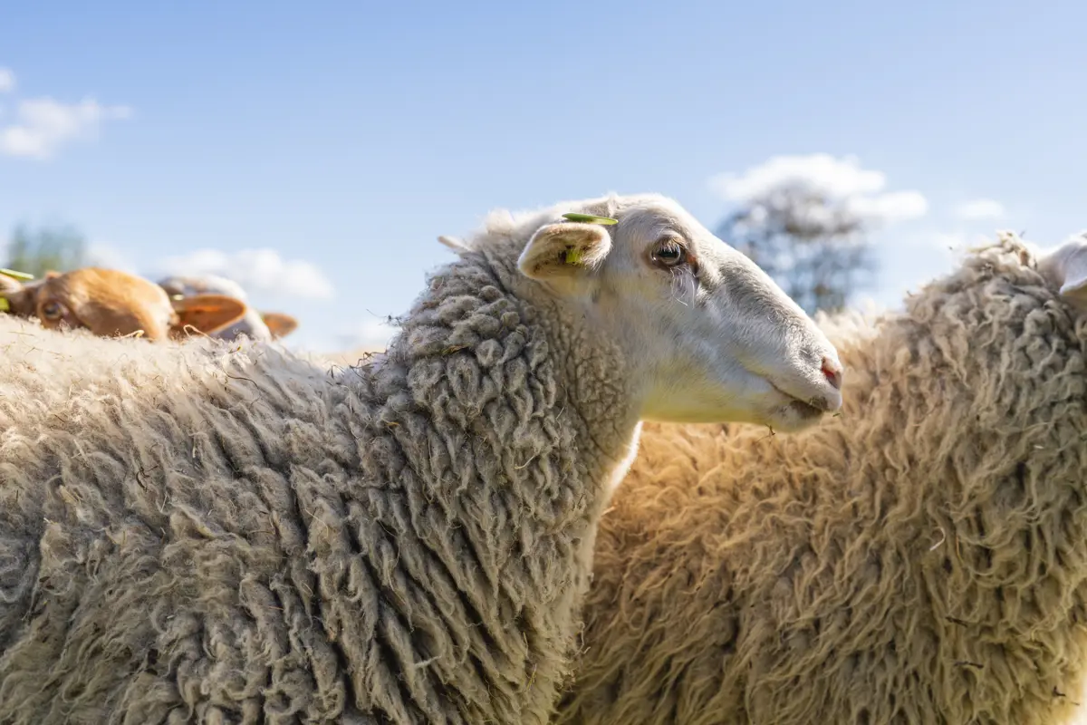 't Blauwe Schaap - schapen