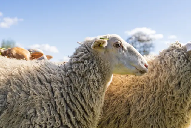 't Blauwe Schaap - schapen