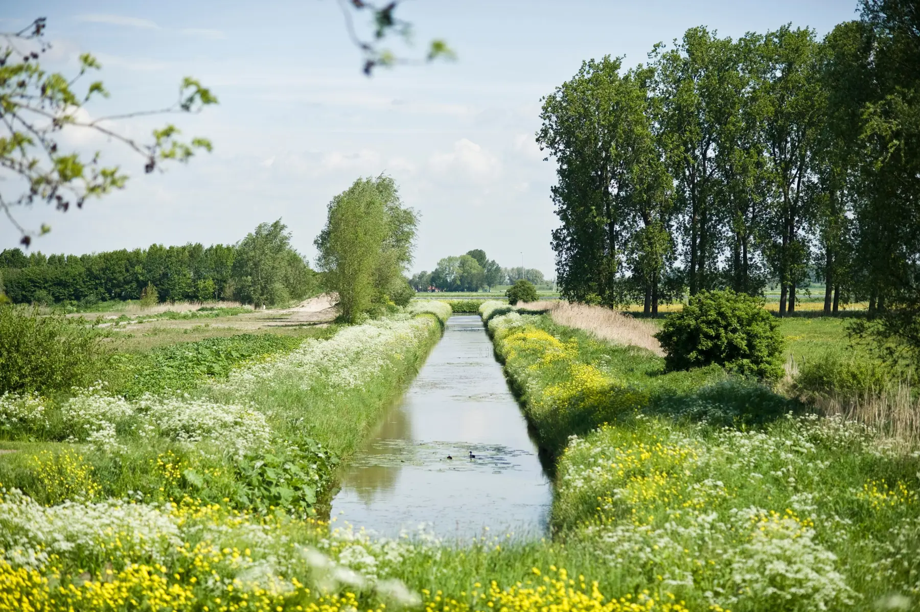 sprang-capelle-natuurgebied-langstraat.jpeg
