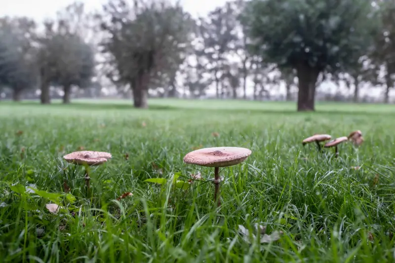 paddenstoelen in het gras in De Langstraat.jpg