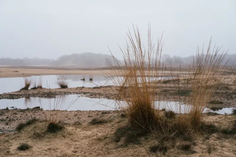 Loonse en Drunense Duinen in de herfst.jpg