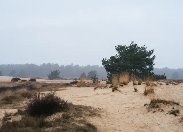 Loonse en Drunense Duinen