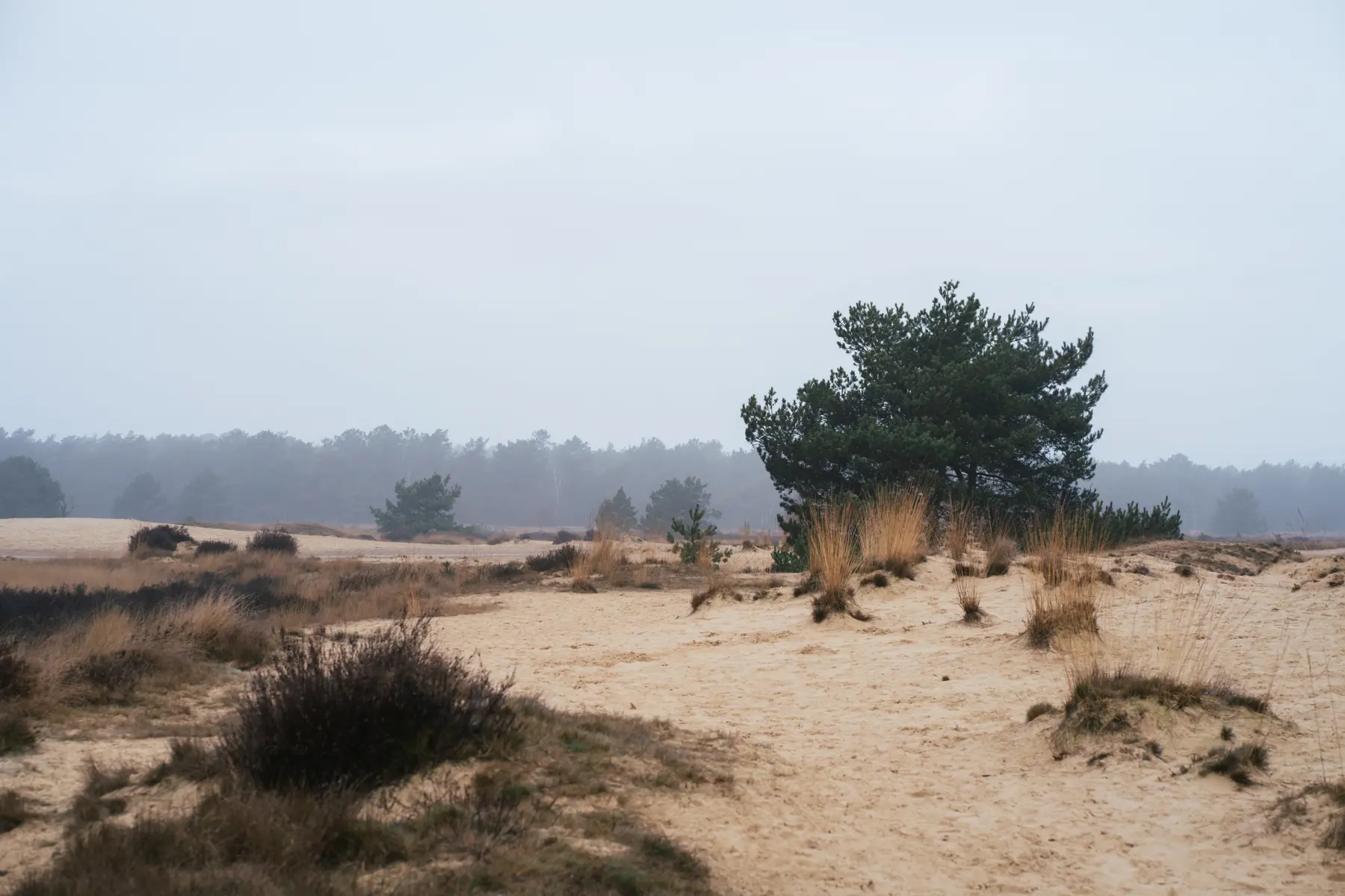 Loonse en Drunense Duinen