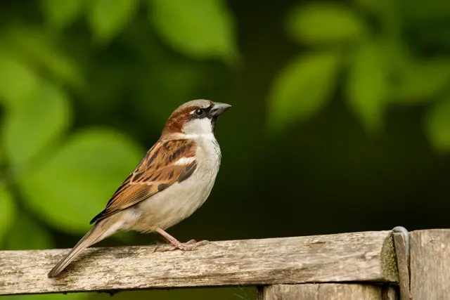 Uilen en de huismus 3