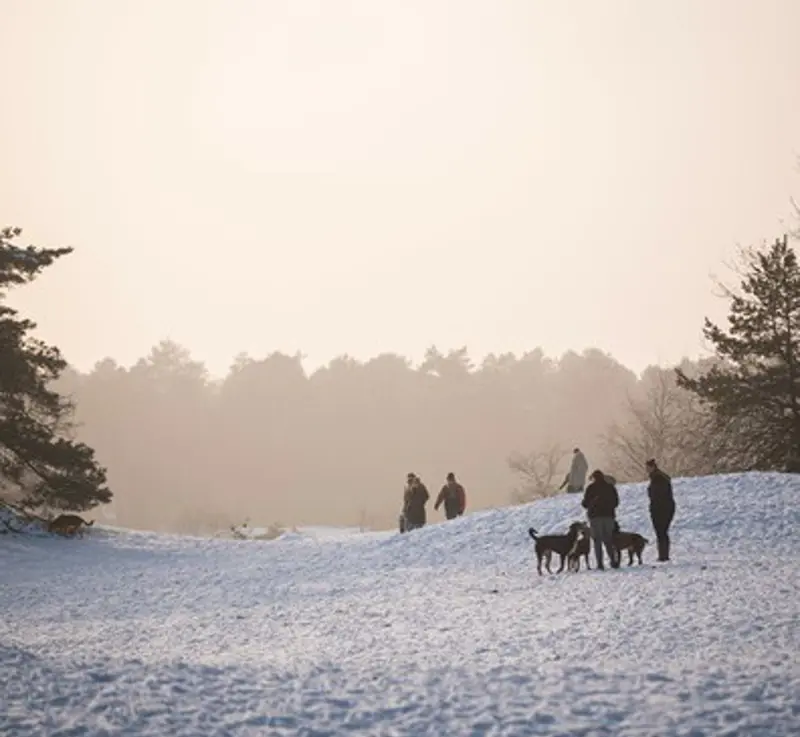 winter in de loonse en drunense duinen.jpg (1)