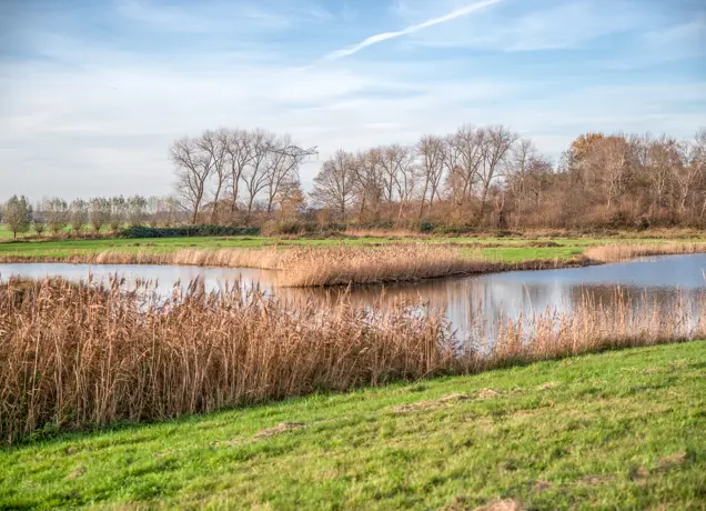 Elshoutse Zeedijk en Wielen