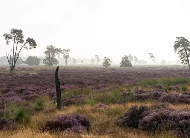 Paarse heide Loonse en Drunense Duinen 2