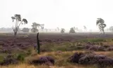 Paarse heide Loonse en Drunense Duinen 2