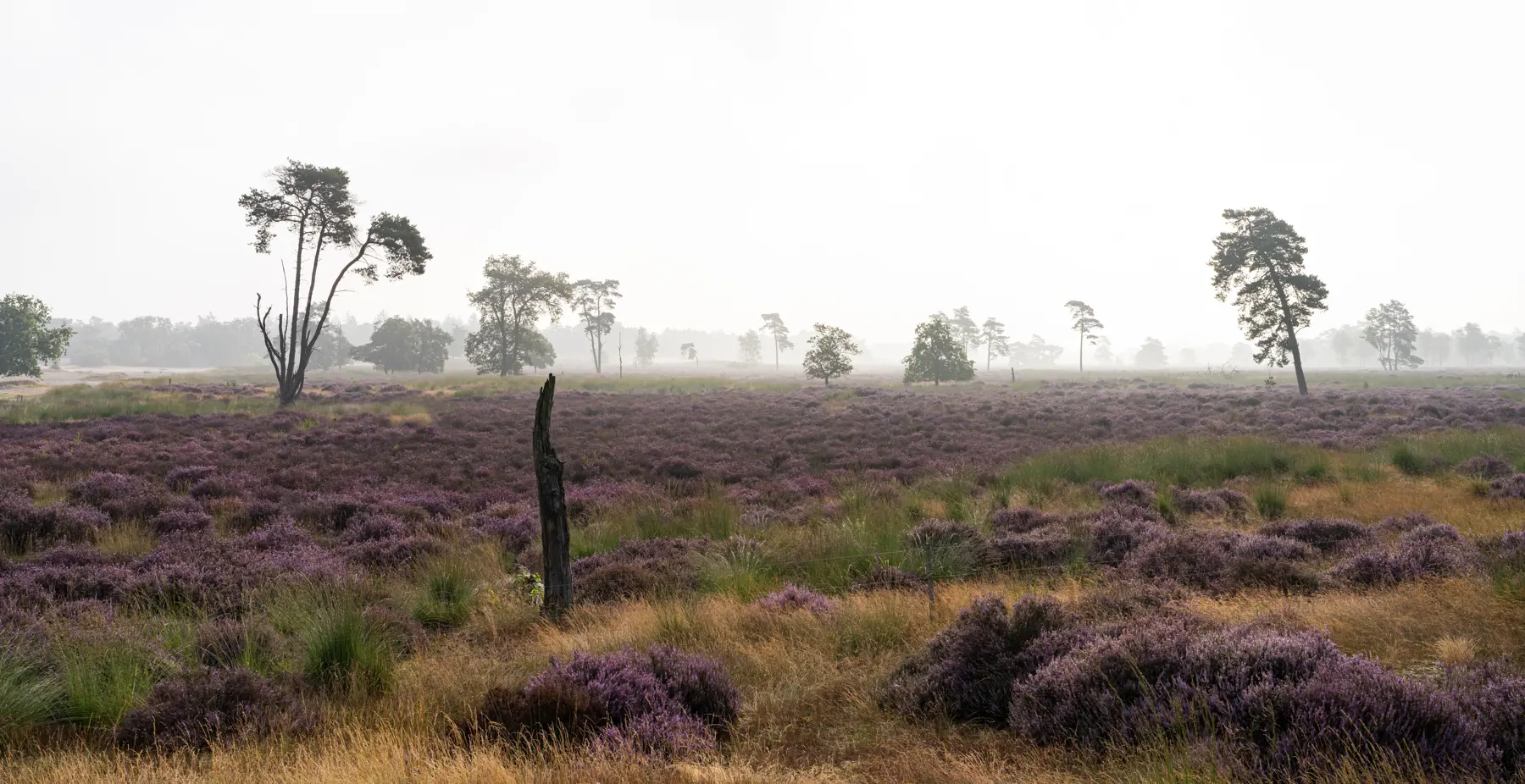 Paarse heide Loonse en Drunense Duinen 2