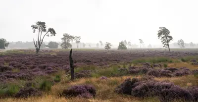 Paarse heide Loonse en Drunense Duinen 2