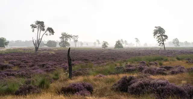 Paarse heide Loonse en Drunense Duinen 2