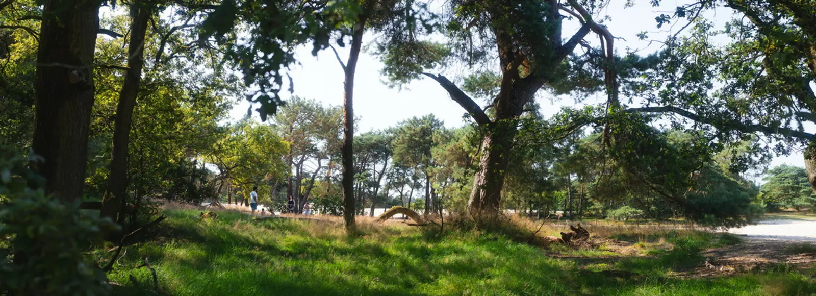 loonse en drunense duinen zomer.jpg